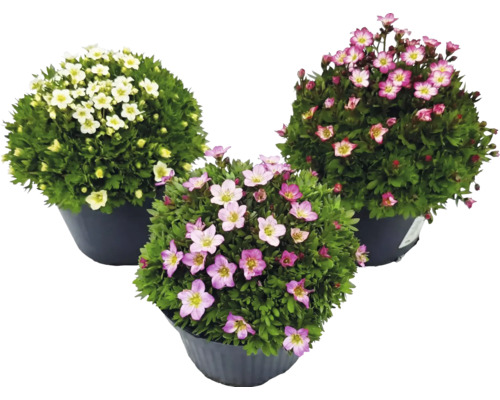 Trois saxifrages mousse (Saxifraga arendsii) en pots avec des fleurs blanches et roses.