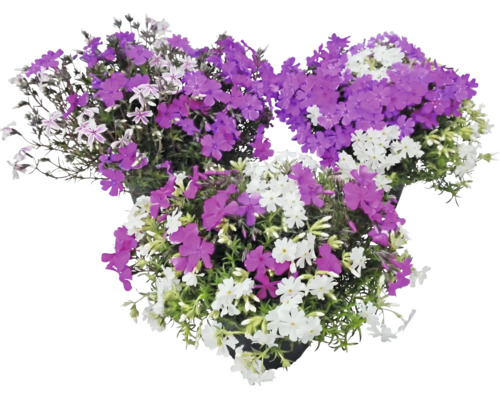 Phlox subulata avec des fleurs violettes et blanches dans trois pots.