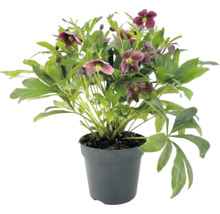 Helleborus mit dunkelvioletten Blüten und grünen Blättern in einem anthrazitfarbenen Kunststofftopf.