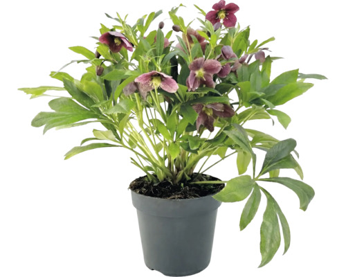 Helleborus mit dunkelvioletten Blüten und grünen Blättern in einem anthrazitfarbenen Kunststofftopf.