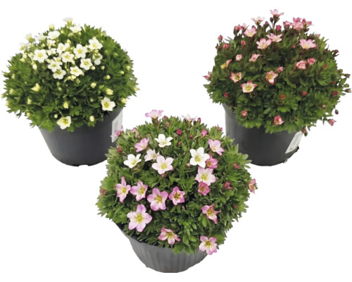 Trois saxifrages Saxifraga dans des pots noirs avec des fleurs blanches, rose clair et rose foncé.