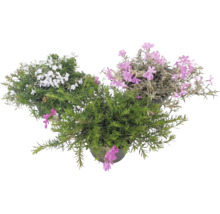 Polster-Phlox Phlox subulata mit weißen und rosa Blüten sowie nadelartigem grünem Laub in Pflanztöpfen.