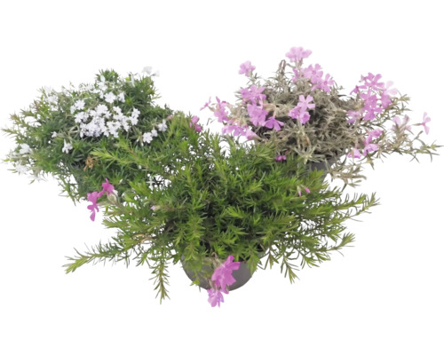 Phlox mousse Phlox subulata avec des fleurs blanches et roses et un feuillage vert aciculaire en pots de fleurs.