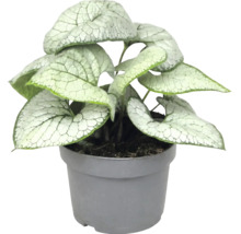 Brunnera macrophylla Jack Frost aux feuilles argentées en forme de cœur dans un pot en plastique gris.