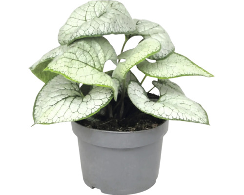 Brunnera macrophylla Jack Frost mit herzförmigen, silbrig gemusterten Blättern in einem grauen Kunststofftopf.