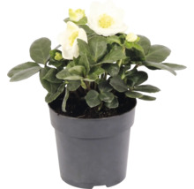 Rose de Noël Helleborus niger dans un pot gris avec des fleurs blanches et des feuilles vertes.