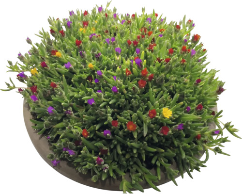 Delosperma ficoïde avec feuilles succulentes vertes et petites fleurs colorées dans un pot rond.