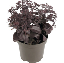 Orpin Sedum avec des feuilles sombres dans un pot en plastique.