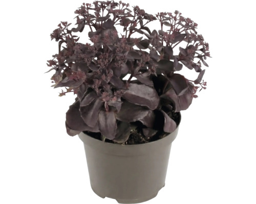 Orpin Sedum avec des feuilles sombres dans un pot en plastique.