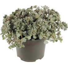 Sedum Fetthenne mit kleinen rundlichen Blättern in einem grauen Kunststofftopf.