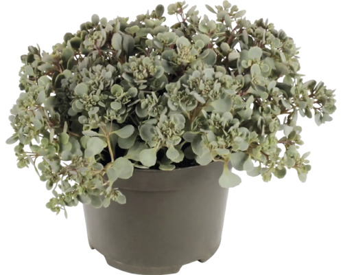 Sedum Fetthenne mit kleinen rundlichen Blättern in einem grauen Kunststofftopf.