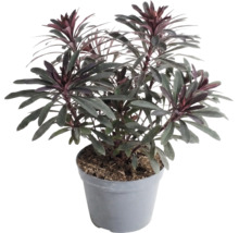 Euphorbe Euphorbia en pot plastique, plante de jardin à feuillage persistant avec feuilles sombres et pointes rougeâtres.