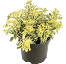 Orpin Sedum avec des feuilles panachées dans un pot en plastique noir.