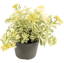 Sedum kamtschaticum Variegatum en pot avec des fleurs jaunes et des feuilles panachées de vert et de blanc.