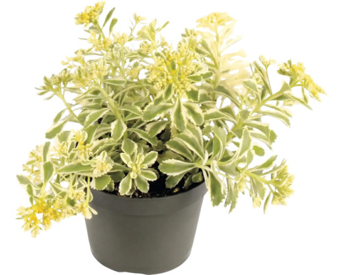 Sedum kamtschaticum Variegatum en pot avec des fleurs jaunes et des feuilles panachées de vert et de blanc.