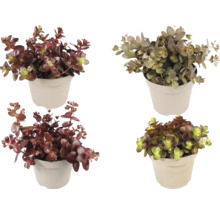 Vier verschiedene Sedum-Pflanzen in hellen Kunststofftöpfen, Fetthenne-Mischung mit rötlichen und grünen dickfleischigen Blättern.