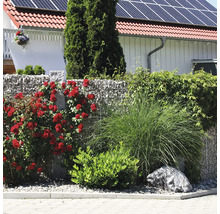 Aménagement de jardin avec un mur de gabions, planté de rosiers grimpants rouges, de graminées ornementales et d'arbustes verts.