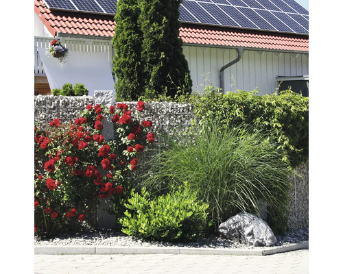 Aménagement de jardin avec un mur de gabions, planté de rosiers grimpants rouges, de graminées ornementales et d'arbustes verts.