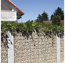 Gabionenzaun mit Granitpfosten und hellen Steinen, oben mit grünen Kletterpflanzen bewachsen, vor einem Haus im Garten.