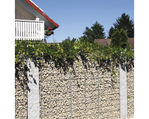 Gabionenzaun mit Granitpfosten und hellen Steinen, oben mit grünen Kletterpflanzen bewachsen, vor einem Haus im Garten.