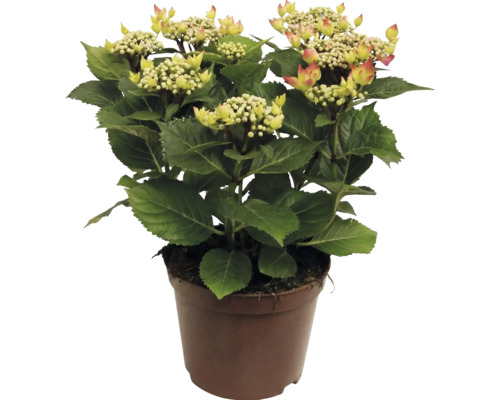 Hortensie mit Blütenknospen im Pflanztopf