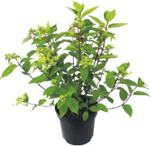 Hortensia paniculé en pot noir avec feuilles vertes et bourgeons de fleurs.