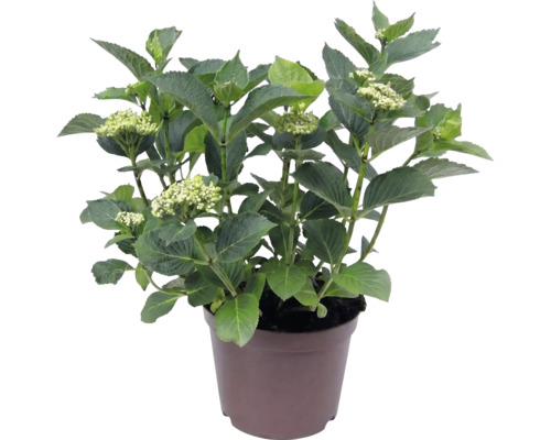 Bauernhortensie Hydrangea macrophylla mit grünen Blättern und Knospen im braunen Kunststofftopf.