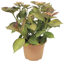 Hortensie Hydrangea macrophylla im Kunststofftopf mit grünen Blättern und ersten Blütenknospen.