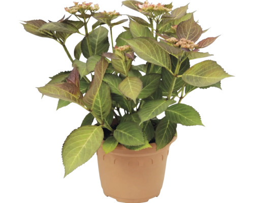Hortensie Hydrangea macrophylla im Kunststofftopf mit grünen Blättern und ersten Blütenknospen.