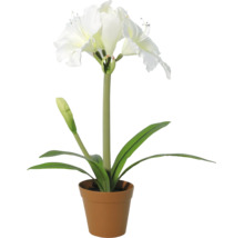 Künstliche Amaryllis mit weißen Blüten im Topf aus Kunststoff.