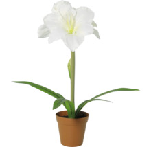 Amaryllis mit weisser Blüte im Pflanztopf.