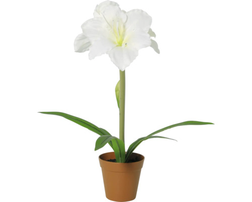 Amaryllis mit weisser Blüte im Pflanztopf.