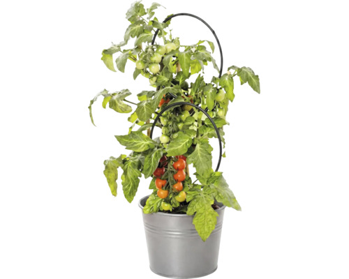 Plant de tomates avec fruits en pot métallique et avec tuteur noir