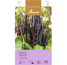 Logo Samen Mauser sur sachet de graines de haricot nain Purple Teepee avec gousses violet foncé, semis de mai à juillet, hauteur 50 centimètres.