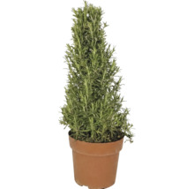 Romarin en forme de pyramide dans un pot en plastique.