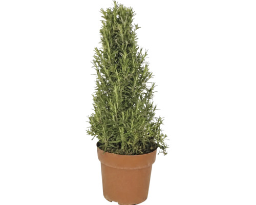 Romarin en forme de pyramide dans un pot en plastique.
