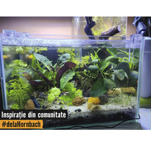 Bepflanztes Aquarium mit verschiedenen Wasserpflanzen, einer Schnecke auf hellem Sand und dekorativen Steinen.