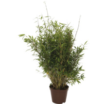 Bambou Fargesia dans un pot de fleurs marron avec un feuillage dense.