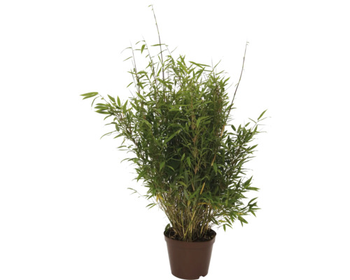 Bambou Fargesia dans un pot de fleurs marron avec un feuillage dense.
