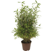 Plante de bambou aux feuilles vertes denses dans un pot en plastique brun.