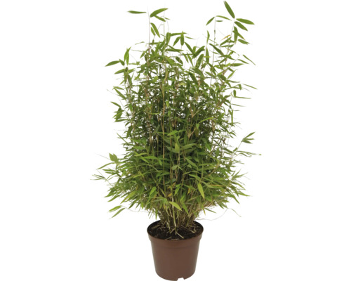 Plante de bambou aux feuilles vertes denses dans un pot en plastique brun.