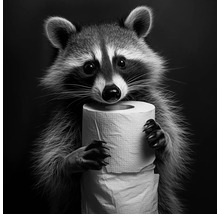 Leinwandbild racoon 30x30 cm