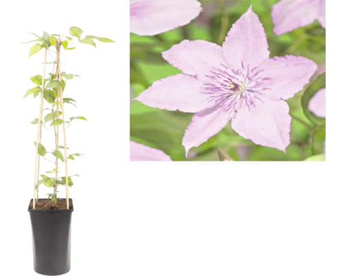 Waldrebe Clematis in einem schwarzen Pflanztopf mit einer Rankhilfe aus Bambus und einer Detailaufnahme der violetten Blüte.