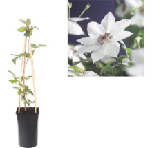 Clematis im Topf mit Holzrankhilfe und Detailaufnahme einer weissen Blüte mit purpurfarbenem Zentrum.