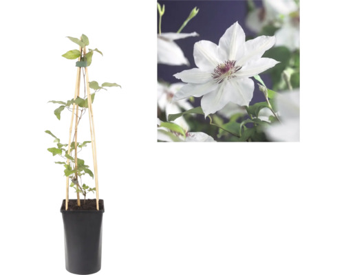 Clematis im Topf mit Holzrankhilfe und Detailaufnahme einer weissen Blüte mit purpurfarbenem Zentrum.