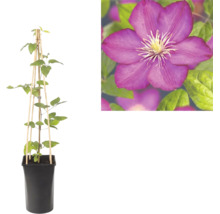 Clematis Waldrebe im schwarzen Topf mit hölzerner Rankhilfe und Nahaufnahme einer violetten Blüte.