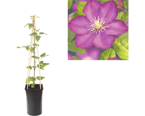 Clematis Waldrebe im schwarzen Topf mit hölzerner Rankhilfe und Nahaufnahme einer violetten Blüte.