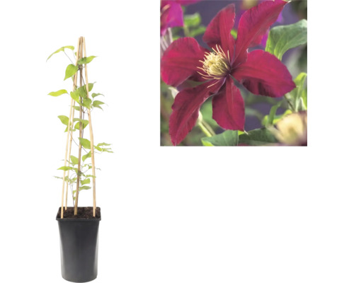 Clematis Waldrebe im Topf mit hölzerner Rankhilfe und Nahaufnahme einer dunkelroten Blüte.