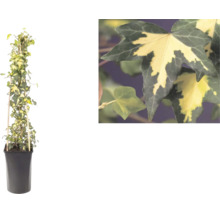 Panaschierter Efeu, Hedera helix, an einer Bambuskletterhilfe im Topf mit einer Detailansicht der zweifarbigen Blätter.