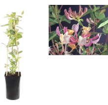Kletternde Geißblatt-Pflanze Lonicera im schwarzen Topf mit Rankhilfe und Detailaufnahme der rosa-gelben Blüten.